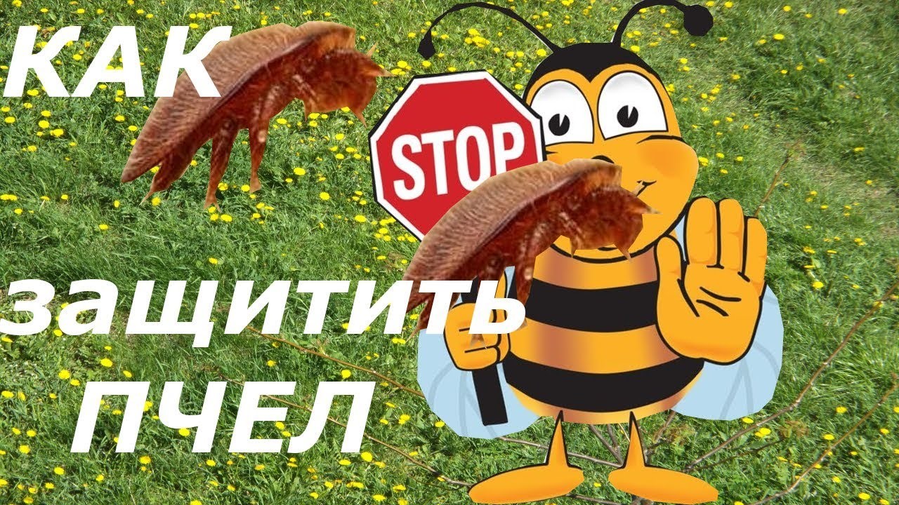 ПАМЯТКА ПЧЕЛОВОДА.