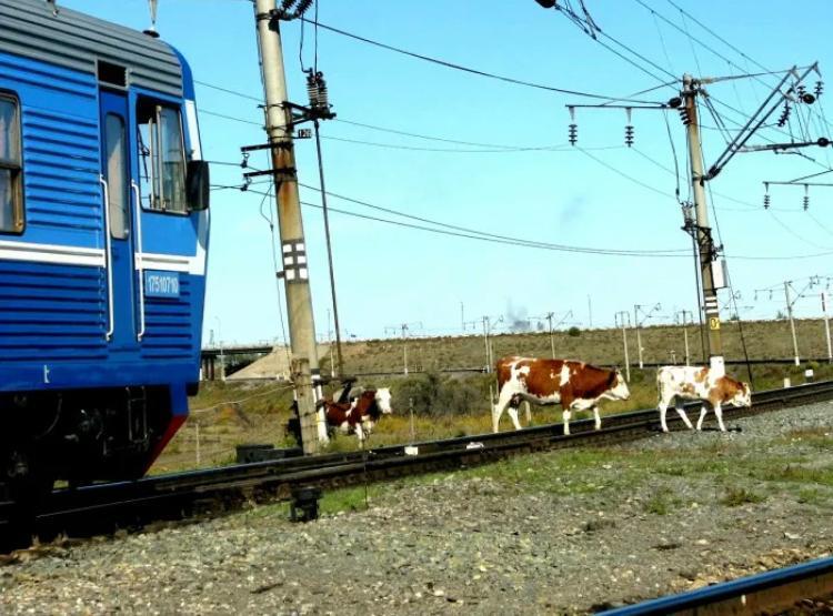 ПАМЯТКА по правилам выпаса скота вблизи железных дорог. ПАМЯТКА по правилам выпаса скота вблизи железных дорог.