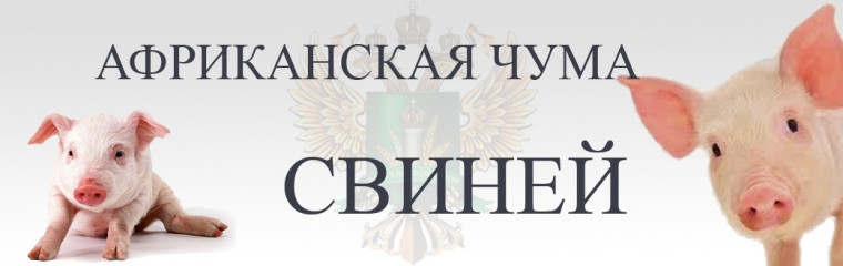 Памятка для населения АФРИКАНСКАЯ ЧУМА СВИНЕЙ (АЧС). Памятка для населения АФРИКАНСКАЯ ЧУМА СВИНЕЙ (АЧС).